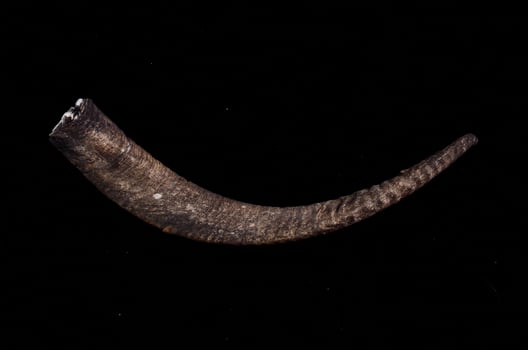 Horn on dark background photo
