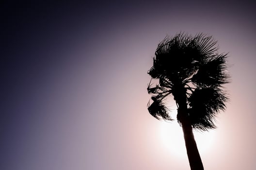 Palm tree silhouette photo