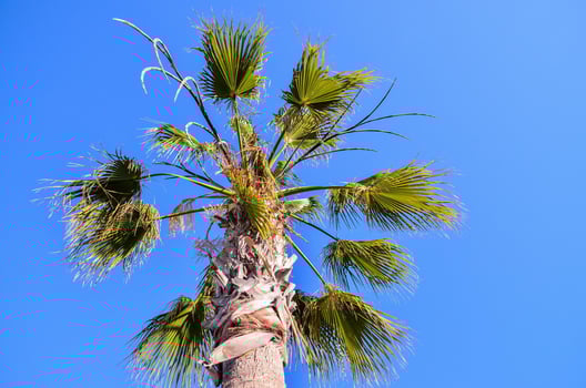 Palm tree and blue sky photo