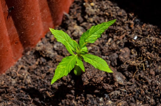 Flourishing green plant photo