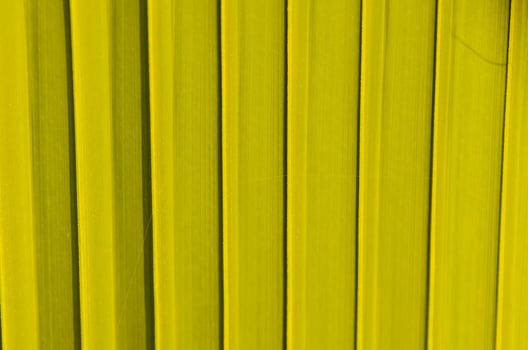 Palm leaf close up photo