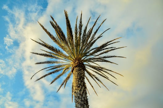 Tropical palm trees photo