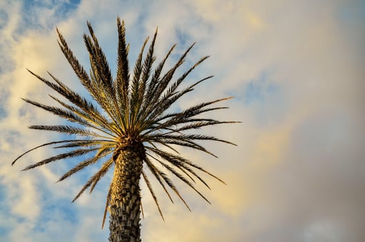 Tropical palm trees photo
