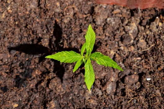 Green sprouting plant photo