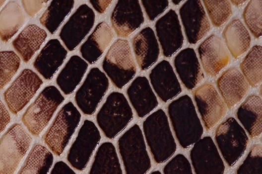 Snake scales up close photo