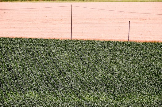 Grass and sand background photo