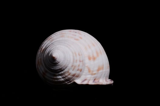 Seashell  isolated on black photo