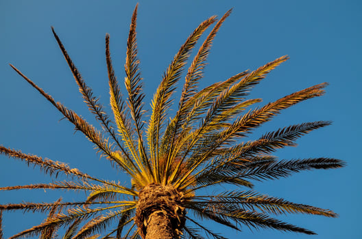 A palm tree photo