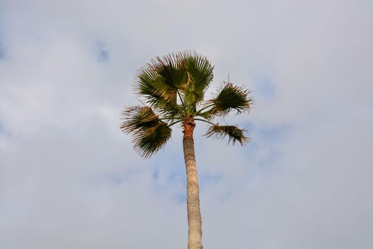 Tropical palm trees photo