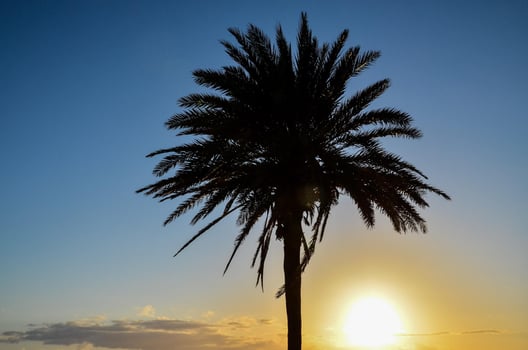 A palm tree photo