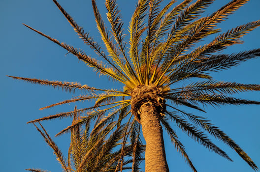 A palm tree photo
