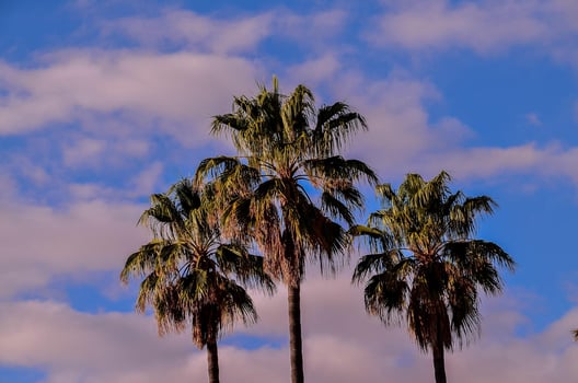 Tropical palm trees photo