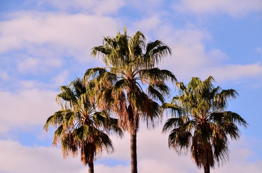 Tropical palm trees photo