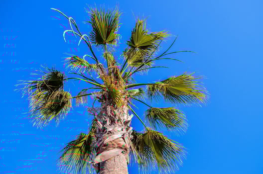 Tropical palm trees photo