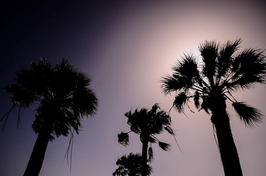 Palm trees at sunset photo