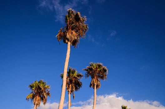Background with palm trees photo