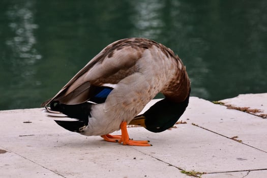 a duck is bending over photo