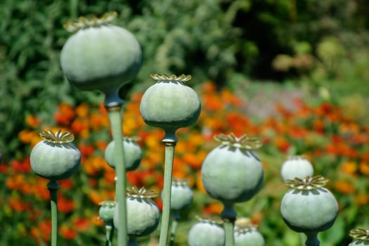 Seed pods of the Giant Opium Poppy Pionvallmo, Papaver somniferum photo