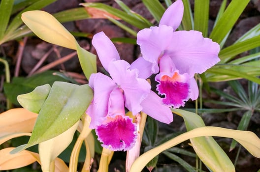 Background with flower photo