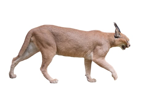 caracal isolatated on white photo