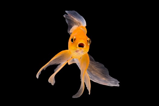 Goldfish isolated on black background photo