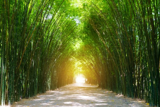 Tunnel bamboo tree with sunlight. photo