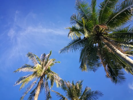 Summer nature scene, Tropical plants, Coconut palm trees on blue sky background. photo