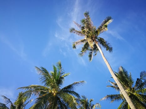 Summer nature scene, Tropical plants, Coconut palm trees on blue sky background. photo