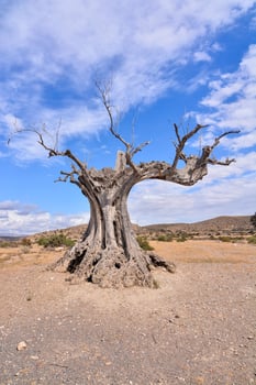 Dead tree view photo