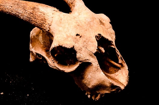 a skull with horns photo