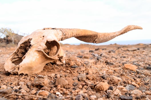 Ram skull on the ground photo