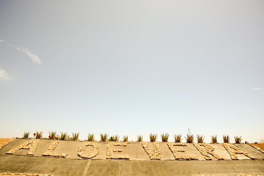 Aloe Vera plantation photo