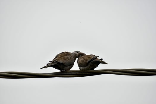two birds sitting on top of a wire photo