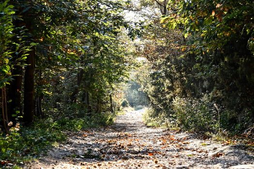Trees in the forest photo