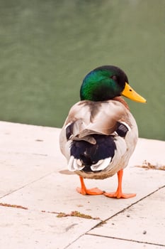 a duck standing on a cement walkway near a body of water photo