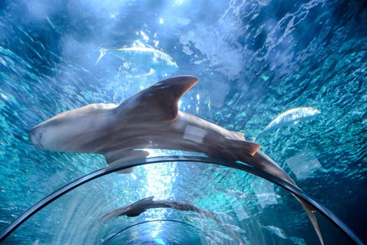 Beautiful underwater view photo