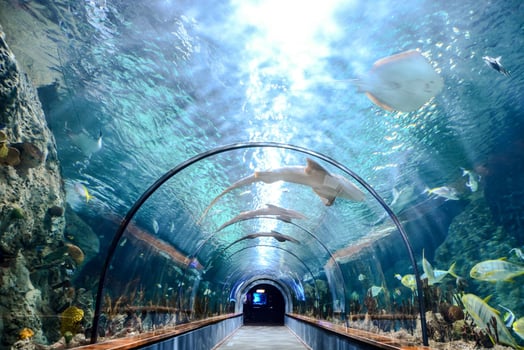Beautiful underwater view photo