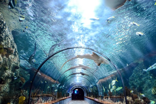 Beautiful underwater view photo