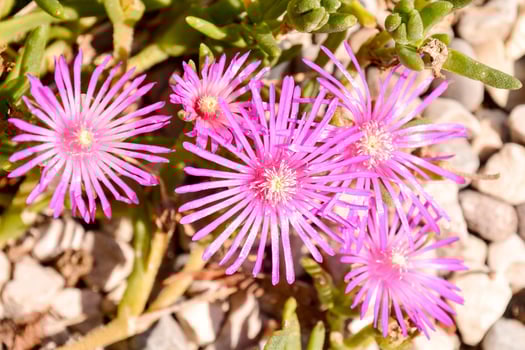 Background with flowers photo