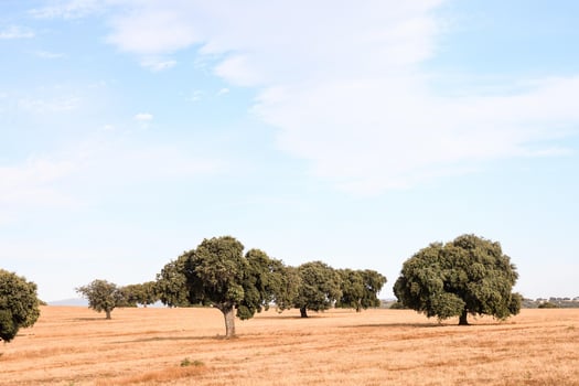 Scenic rural landscape photo