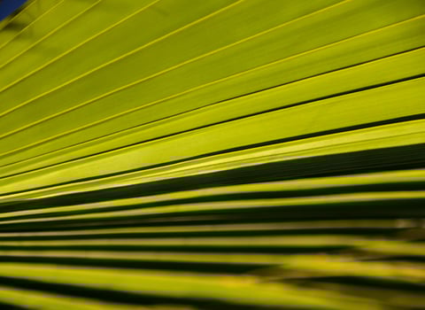 a close up of a palm leaf photo