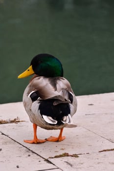 a duck standing on a cement walkway near a body of water photo