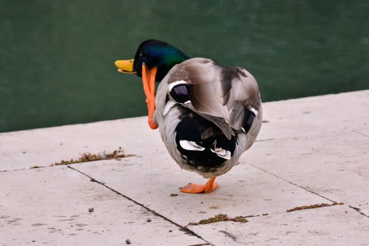 a duck standing on the edge of a concrete walkway photo