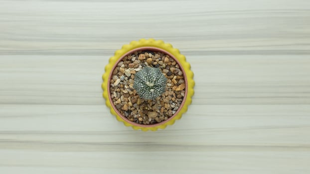 The cactus on white wood table flat lay image close up . photo