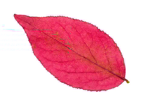 back side of autumn pink leaf of euonymus plant photo