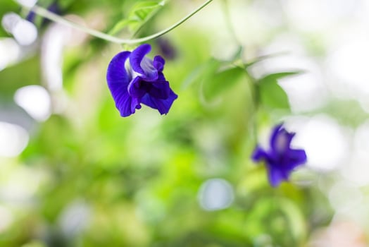 Butterfly pea flowers are naturally beautiful blue-purple flowers. It can used as a food coloring which contains anthocyanin. photo