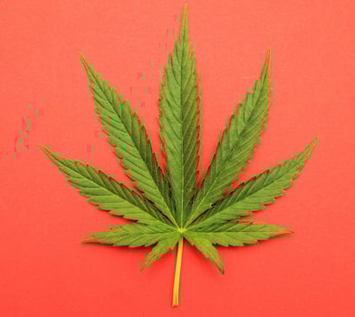 Detail of a marijuana plant photo