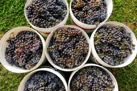 A grape crop photo
