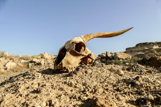 A goat skull photo