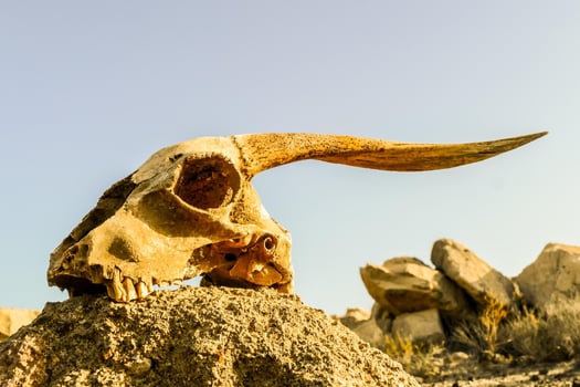 A goat skull photo